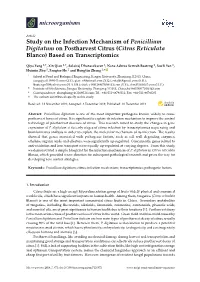 Study on the Infection Mechanism of Penicillium Digitatum on Postharvest Citrus (Citrus Reticulata Blanco) Based on Transcriptomics