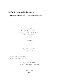 Sulfur Oxygenase Reductases - a Structural and Biochemical Perspective