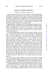 Notes on Lixus Concavus