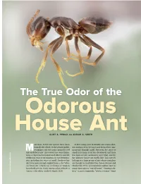 The True Odor of the Odorous House Ant CLINT A