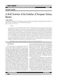 A Brief Overview of the Evolution of European Tertiary Beavers C