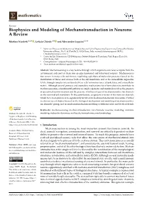 Biophysics and Modeling of Mechanotransduction in Neurons: a Review
