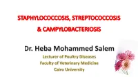 Staphylococcus Aureus, a Gram-Positive Coccus Occurring in Clusters (Grapes Like)