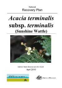 Acacia Terminalis Subsp