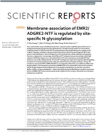 ADGRE2-NTF Is Regulated by Site- Specific N-Glycosylation