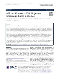 M6a Modification in RNA: Biogenesis, Functions and Roles in Gliomas