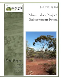 Mummaloo Project: Subterranean Fauna