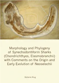 Morphology and Phylogeny of Synechodontiform Sharks (Chondrichthyes, Elasmobranchii) with Comments on the Origin and Early Evolution of Neoselachii