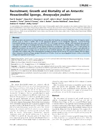 Recruitment, Growth and Mortality of an Antarctic Hexactinellid Sponge, Anoxycalyx Joubini
