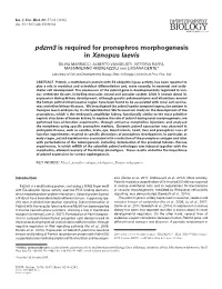 Pdzrn3 Is Required for Pronephros Morphogenesis in Xenopus Laevis SILVIA MARRACCI, ALBERTO VANGELISTI, VITTORIA RAFFA, MASSIMILIANO ANDREAZZOLI and LUCIANA DENTE*