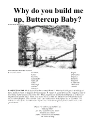 C9 Build Me up Buttercup