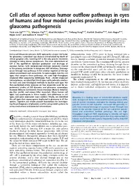 Cell Atlas of Aqueous Humor Outflow Pathways in Eyes of Humans and Four Model Species Provides Insight Into Glaucoma Pathogenesis