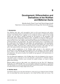 Development, Differentiation and Derivatives of the Wolffian and Müllerian Ducts