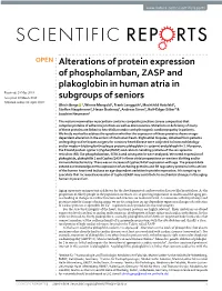 Alterations of Protein Expression of Phospholamban, ZASP And