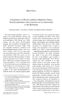Short Notes Cytogenetics of Brachycephalus Ephippium (Anura, Brachycephalidae) with Comments on Its Relationship to the Bufonida