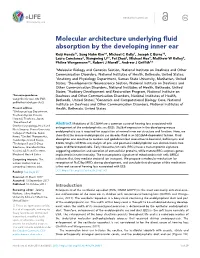 Molecular Architecture Underlying Fluid Absorption by the Developing Inner