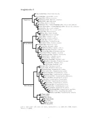 Troglodytidae Tree, Part I