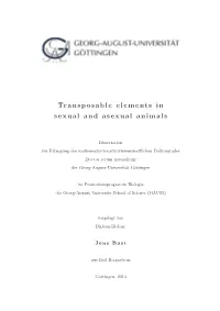 Transposable Elements in Sexual and Asexual Animals