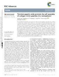 Terminal Aspartic Acids Promote the Self-Assembly of Collagen Mimic