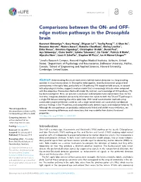Comparisons Between the ON- and OFF- Edge Motion Pathways in the Drosophila Brain
