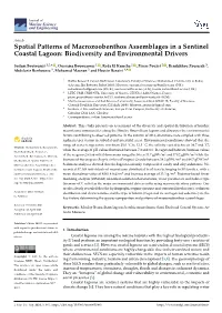 Spatial Patterns of Macrozoobenthos Assemblages in a Sentinel Coastal Lagoon: Biodiversity and Environmental Drivers