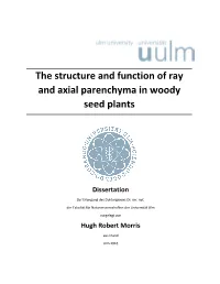 The Structure and Function of Ray and Axial Parenchyma in Woody Seed Plants