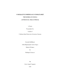 1999 Comparative Morphology of Disk Floret Trichomes Of