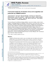 A Structural Model for Microtubule Minus-End Recognition and Protection by CAMSAP Proteins