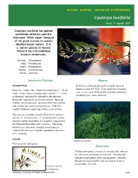 Algae Sheets-Invasive Elsewhere