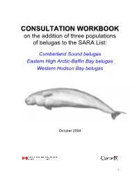 Beluga Whale (Delphinapterus Leucas)