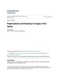 Polymorphism and Polysemy in Images of the Sefirot