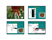 Basal Eudicots • Already Looked at Basal Angiosperms Except Monocots