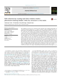 Study About Web Reduction Behaviour in Black Widows