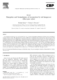 Energetics and Biomechanics of Locomotion by Red Kangaroos (Macropus Rufus)