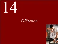 Lecture 14 --Olfaction.Pdf