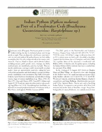Indian Python