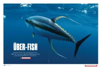 Among the World's Most Popular Game Fishes, Tunas Are Also