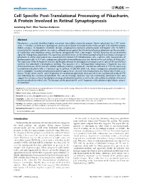 Cell Specific Post-Translational Processing of Pikachurin, a Protein Involved in Retinal Synaptogenesis