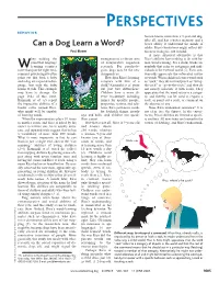 Can a Dog Learn a Word? Better Ability to Understand the Minds of Adults