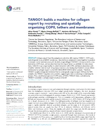 TANGO1 Builds a Machine for Collagen Export by Recruiting And