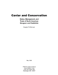 Caviar and Conservation