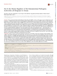 Fur Is the Master Regulator of the Extraintestinal Pathogenic