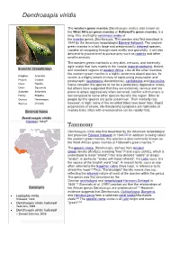 Dendroaspis Viridis