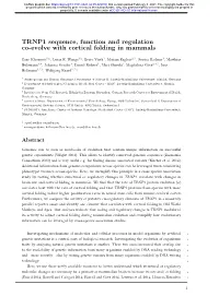 TRNP1 Sequence, Function and Regulation Co-Evolve with Cortical Folding in Mammals