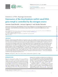 Expression of the Sinorhizobium Meliloti Small RNA Gene Mmgr Is Controlled by the Nitrogen Source