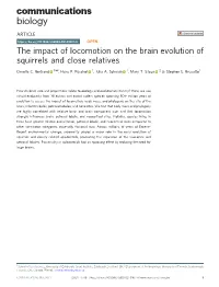 The Impact of Locomotion on the Brain Evolution of Squirrels and Close Relatives ✉ Ornella C