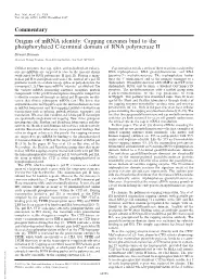 Origins of Mrna Identity: Capping Enzymes Bind to The