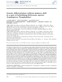 Genetic Differentiation Without Mimicry Shift in a Pair of Hybridizing Heliconius Species (Lepidoptera: Nymphalidae)
