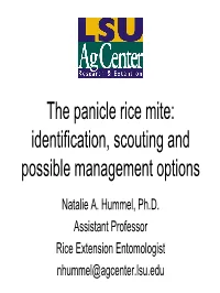 The Panicle Rice Mite: Identification, Scouting and Possible Management Options