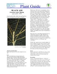 Black Ash Is an Important Tree for the BLACK ASH Making of Lacrosse Sticks Used by the Mohawk and Fraxinus Nigra Marsh